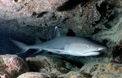 水族箱布置对鲨鱼的影响，水族箱布置对鲨鱼的生长、行为、生活习性和社交行为有重要影响 虎鱼百科 第2张