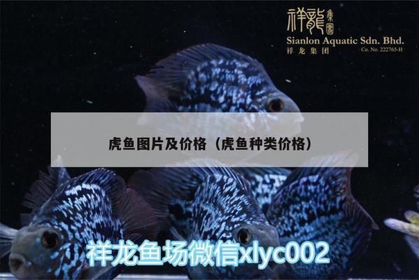 虎鱼市场价格波动原因，虎鱼市场价格的波动受到多种因素影响泰国虎鱼养殖技术要点 虎鱼百科 第5张