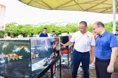 统一水族饲料的销售渠道，统一水族饲料优化销售渠道 观赏鱼市场（混养鱼） 第5张