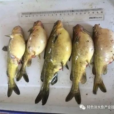 黄鳍鲳鱼疾病早期症状识别，黄鳍鲳鱼疾病早期症状及其早期症状识别技巧分析