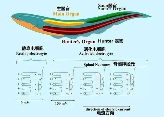 电鳗电场感应器官的结构解析，电鳗电场感应器官的结构解析：电鳗电场感应器官的修复与再生