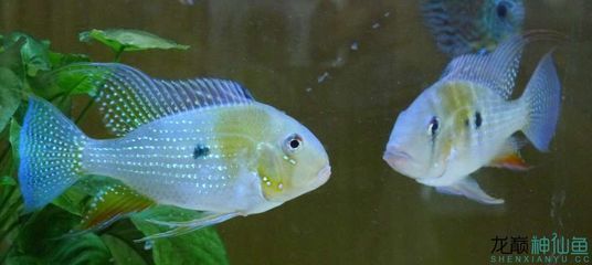 赤荔凤冠鱼饲料选择指南，自制赤荔凤冠鱼饲料营养价值分析,赤荔凤冠鱼饲料保存方法 观赏鱼市场（混养鱼） 第3张