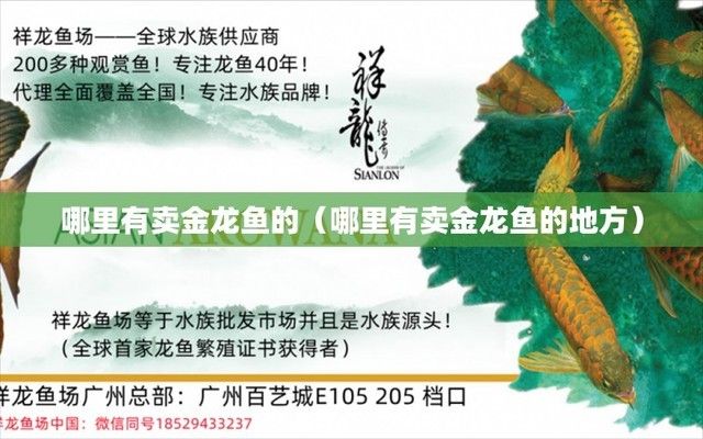 金龙鱼在哪里可以买到，广州观赏鱼批发市场地址观赏鱼批发市场地址