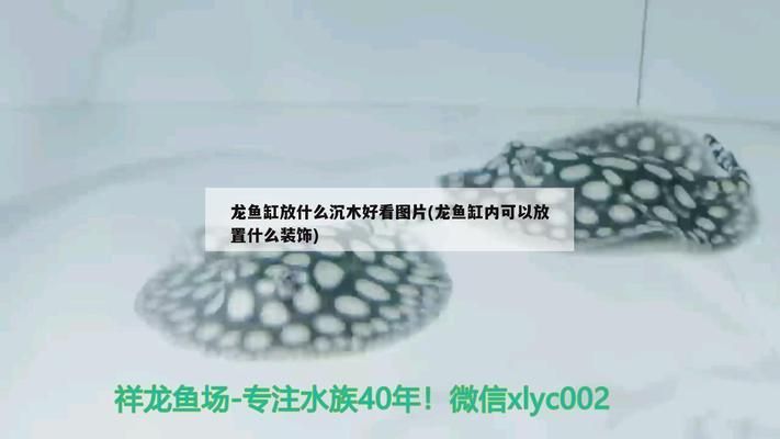 龙鱼缸放沉木效果图，沉木对龙鱼的影响 鱼缸百科 第5张