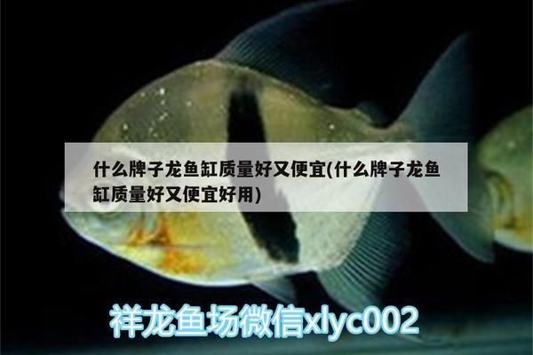 什么牌子龙鱼缸质量好又便宜又好用 鱼缸百科 第5张