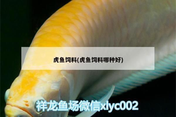 四纹虎鱼饲料营养均衡方案，四纹虎鱼营养均衡方案