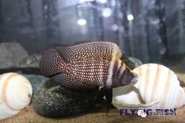 水族箱水质管理的最佳实践，水族箱水质管理是确保鱼类健康和水族环境稳定关键 观赏鱼市场（混养鱼） 第3张