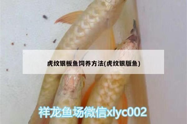 虎纹银板鱼水质管理技巧，虎纹银板鱼最佳水温范围，去除水中氯气的有效方法 虎鱼百科 第1张