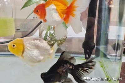 龙鱼最佳搭配鱼缸水草，龙鱼缸水草养护技巧 鱼缸百科 第5张