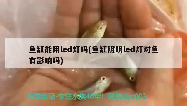 欧博龙鱼缸，如何维护欧博龙鱼缸的水草生长环境？ 水族问答