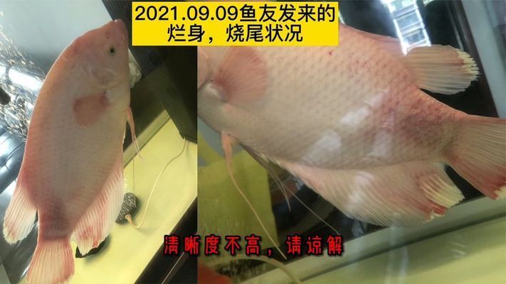 招财战船鱼混养注意事项，招财战船鱼混养水质管理 观赏鱼市场（混养鱼） 第5张