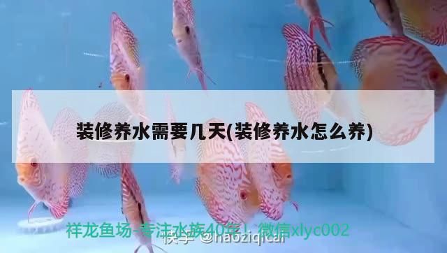 龙鱼和黑鱼养一起好吗，如何平衡龙鱼和黑鱼的饮食需求？ 水族问答