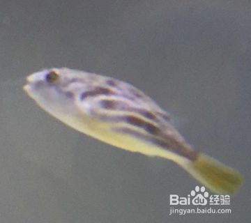 狗头鱼适宜水温范围，斑马狗头鱼饲养技巧，狗头鱼混养注意事项， 观赏鱼市场（混养鱼） 第5张