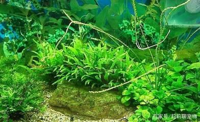 水族箱水草养护技巧，基本的水草养护技巧 虎鱼百科 第6张