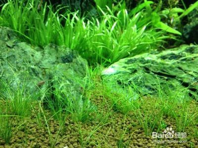 水族箱水草养护技巧，基本的水草养护技巧 虎鱼百科 第5张