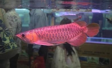 哪里有卖红龙鱼苗的，水族市场红龙鱼苗品种介绍红龙鱼苗养殖技巧有哪些 龙鱼百科 第1张