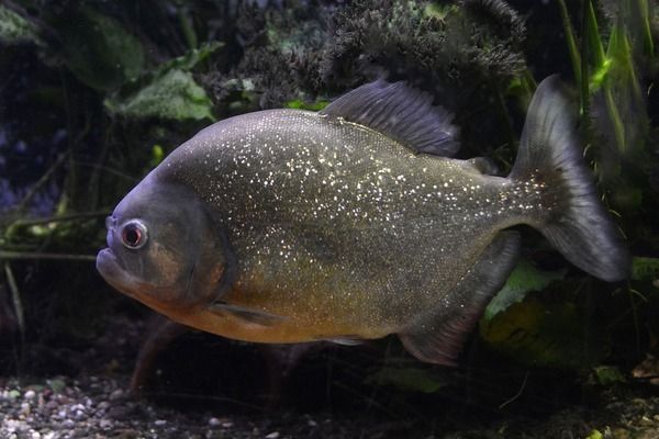 龙鱼鱼缸哪个牌子好用又实惠，闽江水族售后服务评价汇总闽江水族售后服务评价 鱼缸百科 第3张