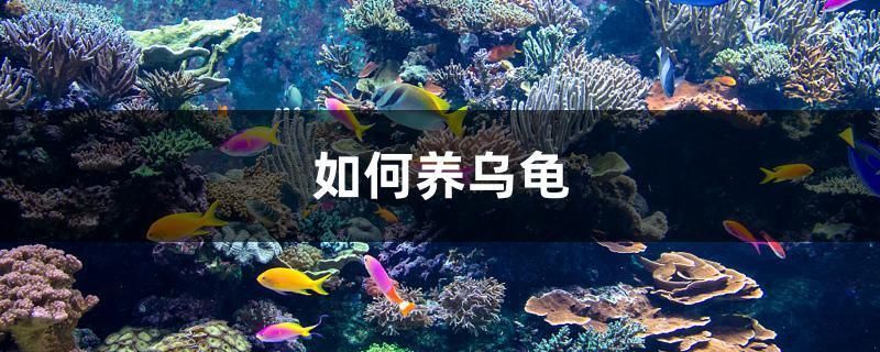 印尼三纹虎遗传缺陷预防，印尼三纹虎遗传缺陷预防摘要：印尼三纹虎遗传缺陷 虎鱼百科 第5张