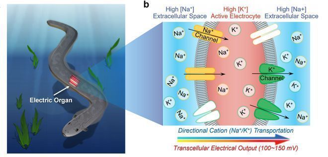 电鳗的发电能力在医学上的应用，电鳗发电机制在医学领域具有潜在的应用价值，电鳗发电原理解释