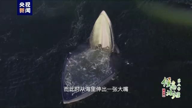 银龙鱼水霉病图片，关于银龙鱼水霉病的问题 水族问答