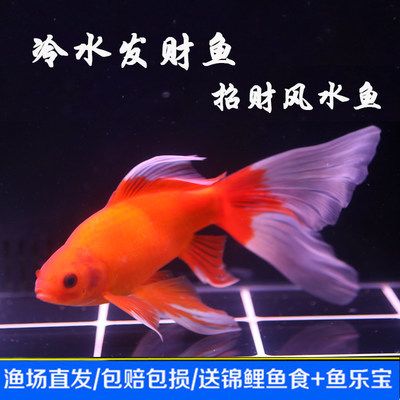 龙凤鲤鱼的选购技巧，如何判断龙凤鲤鱼品质 观赏鱼市场（混养鱼） 第4张