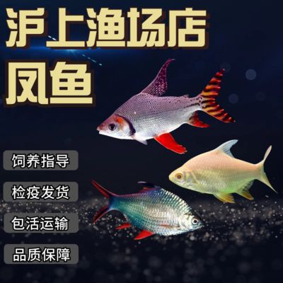 双线侧鱼的市场价格，双线侧鱼品种鉴别方法， 观赏鱼市场（混养鱼） 第4张