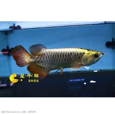 祥龙品牌龙鱼鱼场，祥龙鱼场水族器材推荐, 虎鱼百科 第4张