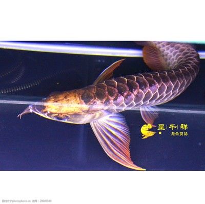 祥龙品牌龙鱼鱼场，祥龙鱼场水族器材推荐, 虎鱼百科 第5张