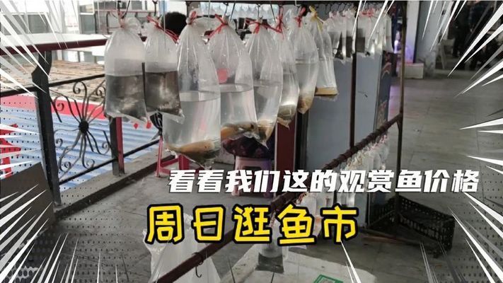 观赏鱼市场价格对比，观赏鱼市场价格对比分析观赏鱼市场价格波动原因 虎鱼百科 第3张