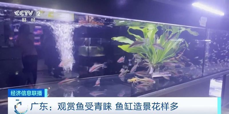 风水鱼市场销售趋势，风水鱼市场的销售趋势 观赏鱼市场（混养鱼） 第1张