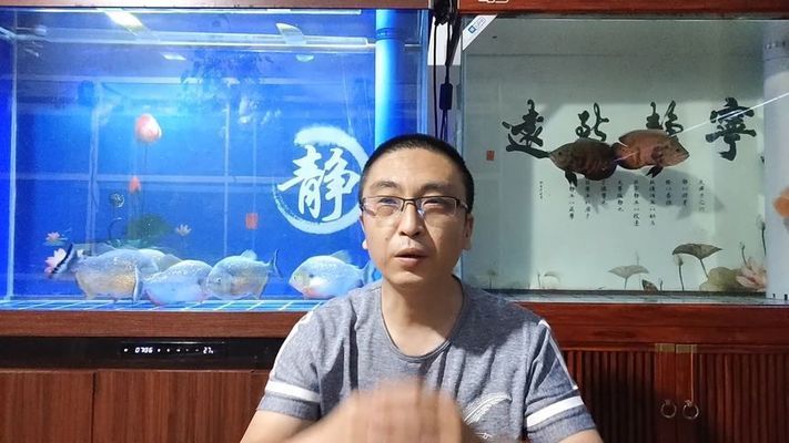 繁殖期杰西卡恐龙鱼投喂技巧，杰西卡恐龙鱼繁殖期营养需求 观赏鱼市场（混养鱼） 第2张