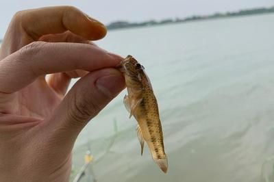 虎鱼饵料训饵步骤，虎鱼饲料适应训练法 虎鱼百科 第3张