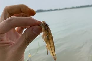 虎鱼饵料训饵步骤，虎鱼饲料适应训练法 虎鱼百科 第5张