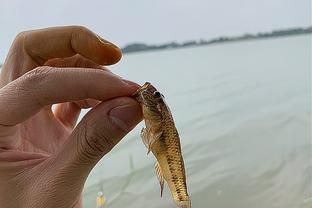 虎鱼饵料训饵步骤，虎鱼饲料适应训练法 虎鱼百科 第4张