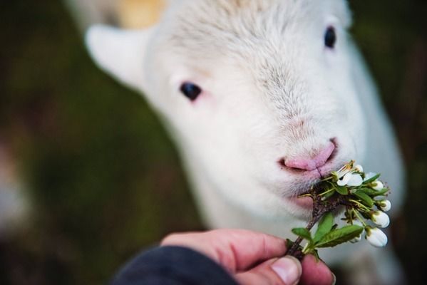 泰国虎鱼喂食技巧分享，如何正确喂食泰国虎鱼 虎鱼百科 第3张