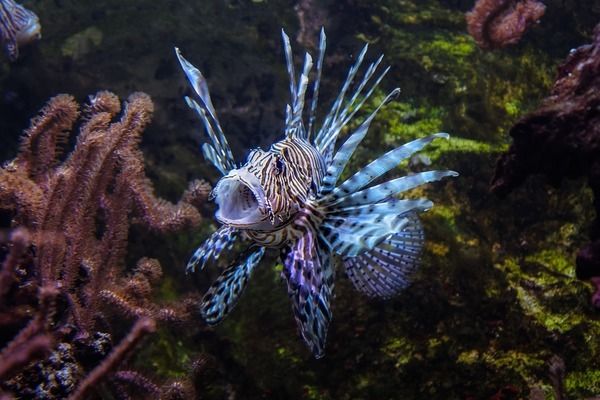 双线侧鱼繁殖水质管理方法，双线侧鱼繁殖期间的水质管理方法 观赏鱼市场（混养鱼） 第1张