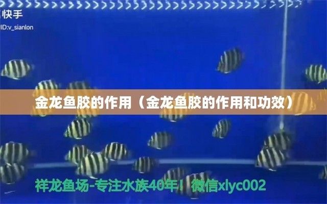 金龙鱼死了有什么预兆，金龙鱼死亡前的预兆 水族问答 第5张