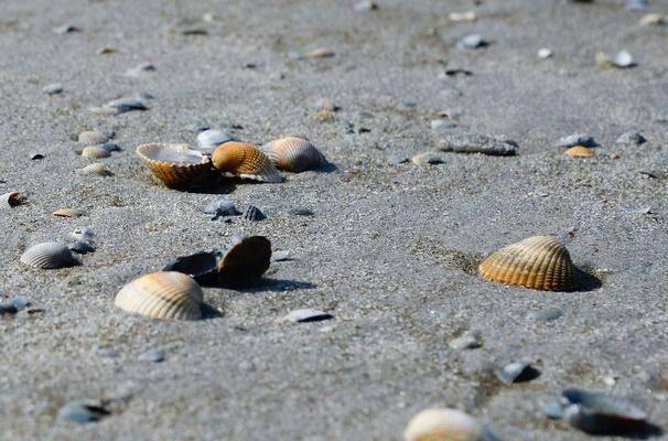 泰国虎鱼饲养密度最佳实践，泰国虎鱼水质管理技巧，泰国虎鱼喂食量控制方法 虎鱼百科 第5张