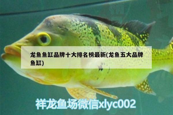 龙鱼鱼缸排行，2024年龙鱼鱼缸品牌排名 鱼缸百科 第5张