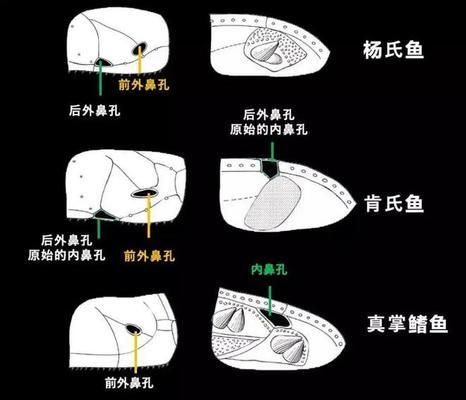 肺鱼与其他两栖动物比较，肺鱼与其他两栖动物在生理和生态特征上的区别 观赏鱼市场（混养鱼） 第5张