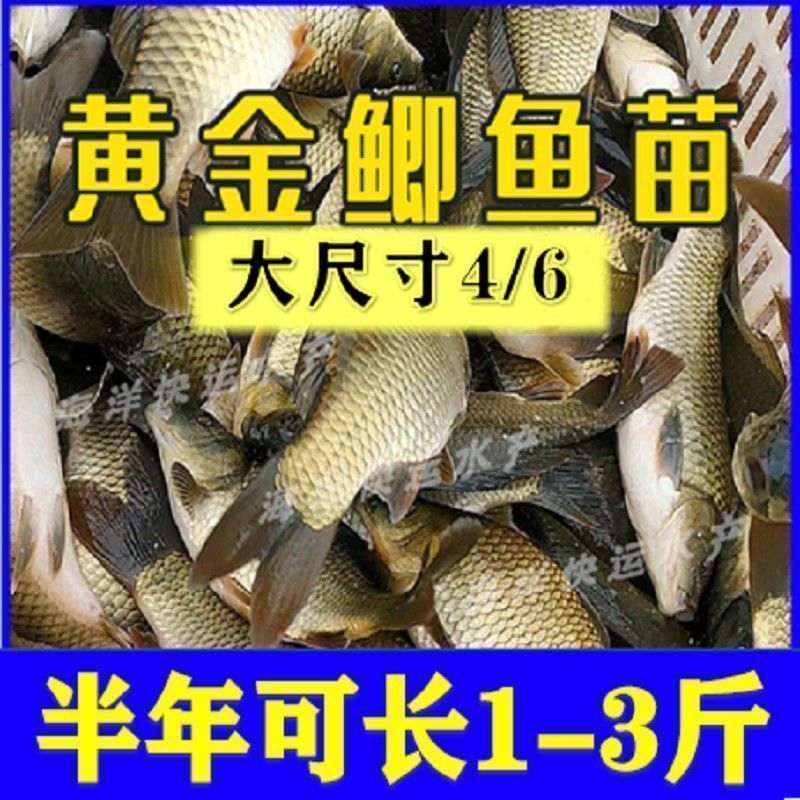 虎鱼苗饲料品牌推荐，虎鱼苗饲料品牌推荐，选择优质鱼饲料助力虎鱼健康成长 虎鱼百科 第2张