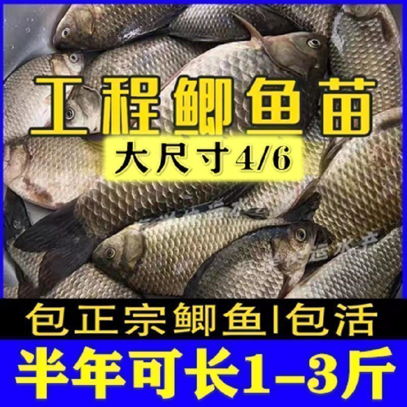 虎鱼苗饲料品牌推荐，虎鱼苗饲料品牌推荐，选择优质鱼饲料助力虎鱼健康成长 虎鱼百科 第5张