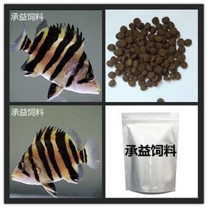 泰国虎鱼繁殖用饵料选择指南，泰国虎鱼繁殖用饵料选择指南,泰国虎鱼繁殖环境优化技巧 虎鱼百科 第1张