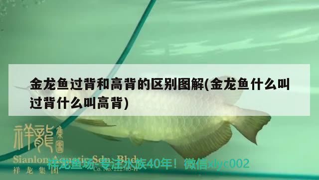 金龙鱼过背和不过背的区别在哪里呢，如何鉴别金龙鱼的血统，金龙鱼市场价格趋势分析