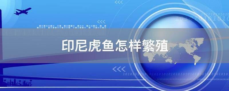 四纹虎鱼繁殖水质管理技巧，四纹虎鱼繁殖期水质管理技巧 虎鱼百科 第4张