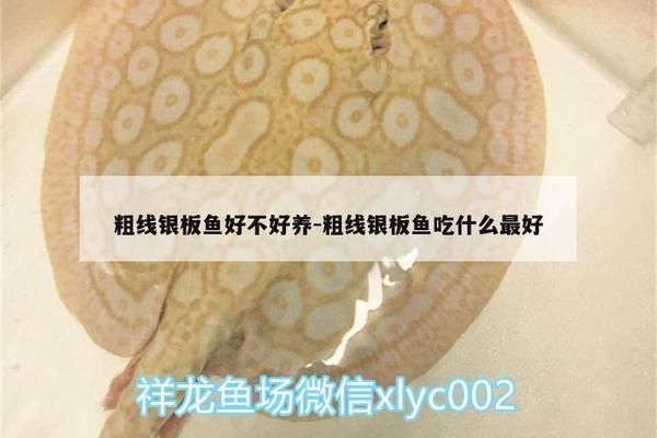 银版鱼特殊饲料效果对比 观赏鱼市场（混养鱼） 第3张