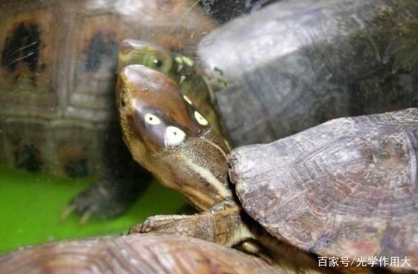 眼斑鲷适宜的水温范围，眼斑鲷对水温的要求 观赏鱼市场（混养鱼） 第5张