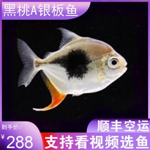 粗线银板鱼苗饲料品牌推荐，粗线银板鱼苗饲料品牌：永红鱼粮yonho销量领先原因 观赏鱼市场（混养鱼） 第2张