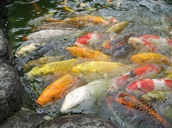 大正锦鲤不同生长期饲料选择，大正锦鲤不同生长期饲料选择对其生长和体色有影响 观赏鱼市场（混养鱼） 第1张