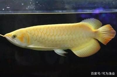 银龙鱼的饲养技巧视频大全，银龙鱼的饲养技巧 水族问答